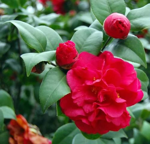 「养护杜鹃花」这4种绿植,喜欢酸性土壤,平常喂点“醋”,开花多花期长叶子绿