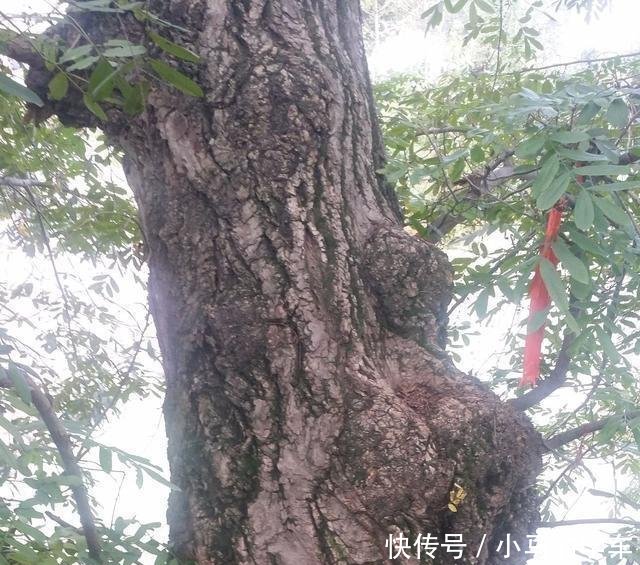 一棵长在古桥上的大树，如今古桥不堪重负将垮塌，该留树还是桥