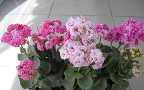 『养花』最厉害的养花营养液:给长寿花喝一勺,花苞一茬接一茬!