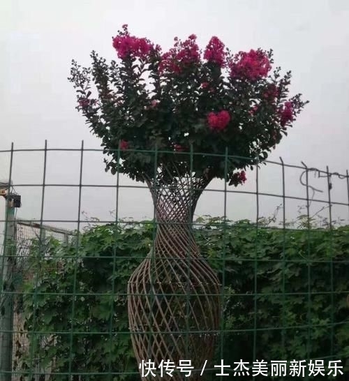  世界：造型紫薇'观音花瓶'开花盛景，真是一花一世界，一岁一枯荣
