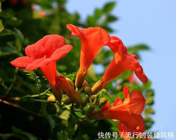 能力|一种花攀爬能力强,名叫凌霄花,现在种一棵轻松养出花墙