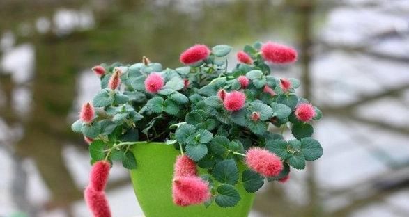 「落红」落红不是无情物,化作春泥更护花。开红花的十大高档盆植欣赏