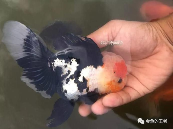  #养鱼#养鱼人最不爱听的八句话，你听过吗？