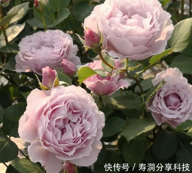 「品种」梦幻悠长,无法抗拒,月季的那抹蓝紫色美得清凉又高级!