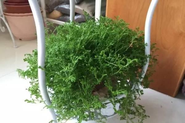  「阳光充足」吸毒草的杀菌消毒作用，清新居室