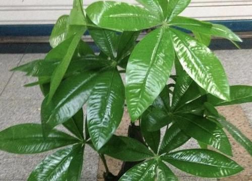  寓意■寓意“发财”的绿植，屋里养“2盆”，比啥花都美，关键镇宅！