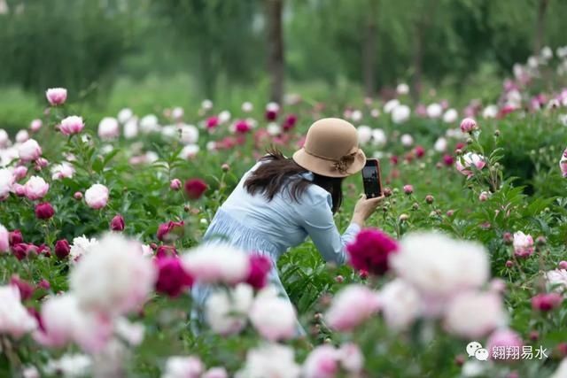  「同赏」母亲节，送花不如赏花，伴母同赏芍药花