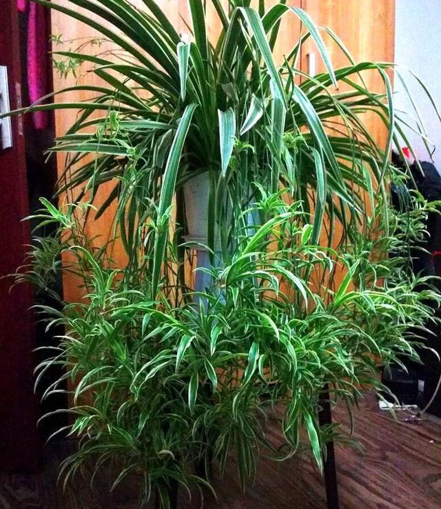 「长得」吊兰放在家中哪个位置?摆放在“3个地方”,一天一个样,长爆盆