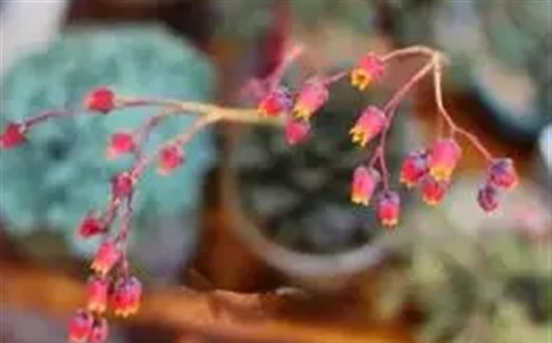  【石莲花属】多肉开花不容易! 是美丽也是“信号”……