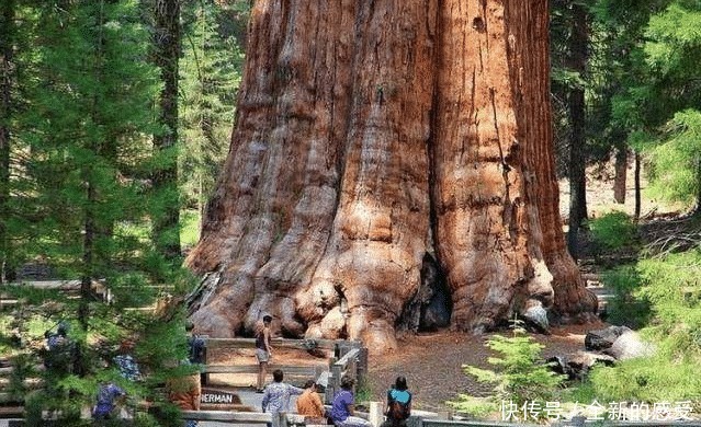 世界上最大的树，刚种下时我国还是商朝。