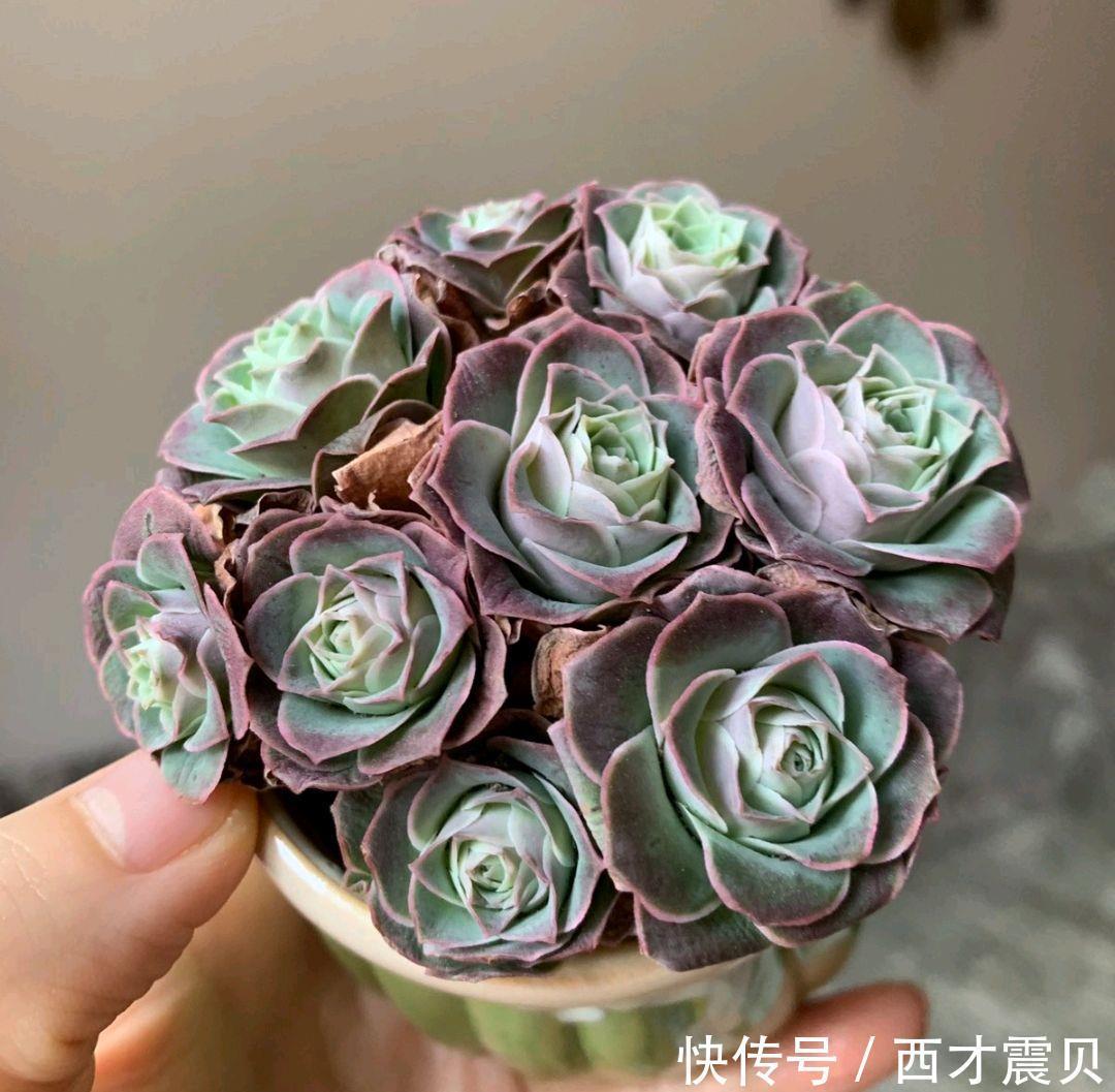 夏季|谁说夏季多肉必丑?这几种多肉夏季“叛逆”,状态反而越更漂亮!