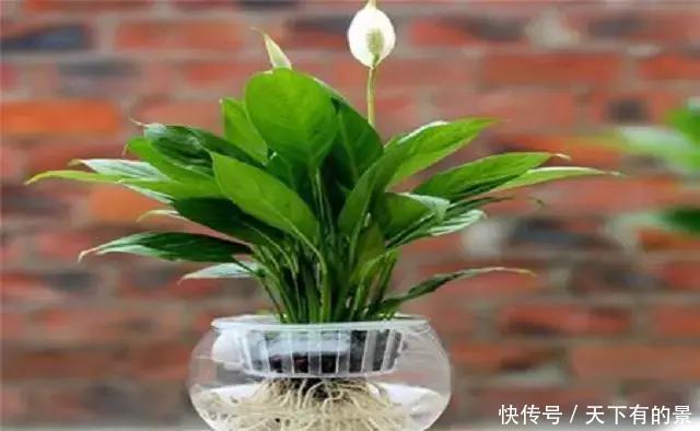 此种植株|阳光能养花,亦会“杀”花,夏天已来临,这几种植株切记不可多晒