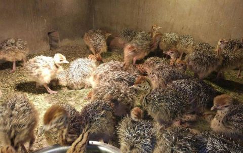  利润|一个蛋200元，一只利润近3万，市场供不应求，养殖新风口？