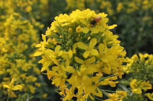 金黄璀璨花开繁盛，“油菜花”盛开之际，娇艳美丽香气扑鼻