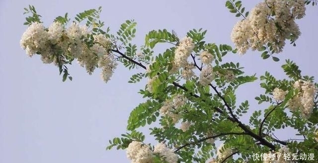  摘花：种植量越来越大，春季很多人摘花吃，颜色多样也别认错