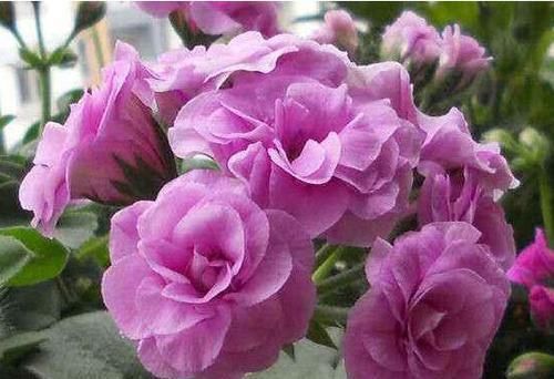  『二乔』喜欢菊花，不如养盆“珍品名菊”二乔，一花双色，观赏价值极高！