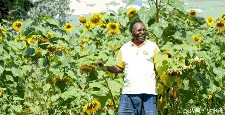 中国人在非洲种植这种植物, 受到当地人嘲笑, 谁料尝到甜头后一抢