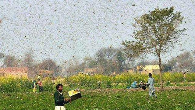  「蝗虫」已经入侵六城，比蝗虫更急的虫害来了，农民们早早准备下列农药