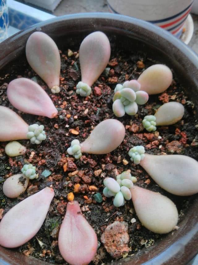  #种植#桃蛋成群生长确实美，但“减负”更重要，不然越养精神越差