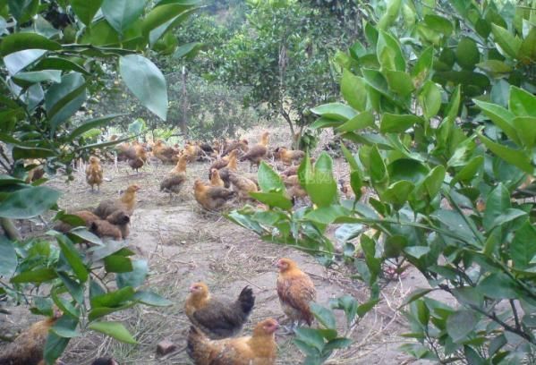  「林下」几年前很火的“林下养鸡”为何无人问津了？有啥坏处吗？答案来了