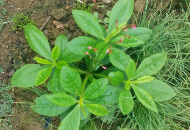  当做|这种草上个世纪被当做“喂猪草”如今被称为人参，药用价值