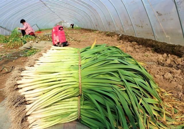  「种植蒜苗」农民种植一种蔬菜，2亩收入24000元，值得借鉴吗？