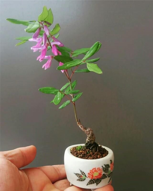  开花■掌上开花，真好看！