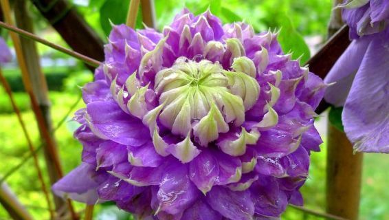 『美爆』这几种花,一开就美爆,沾土就活,好养又漂亮,阳台变成百花园!
