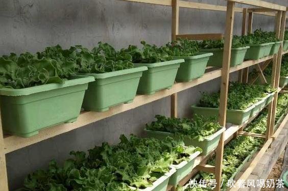  表长：此种植物叶表长“珍珠”，可做菜、入药，盆栽给点肥就够了