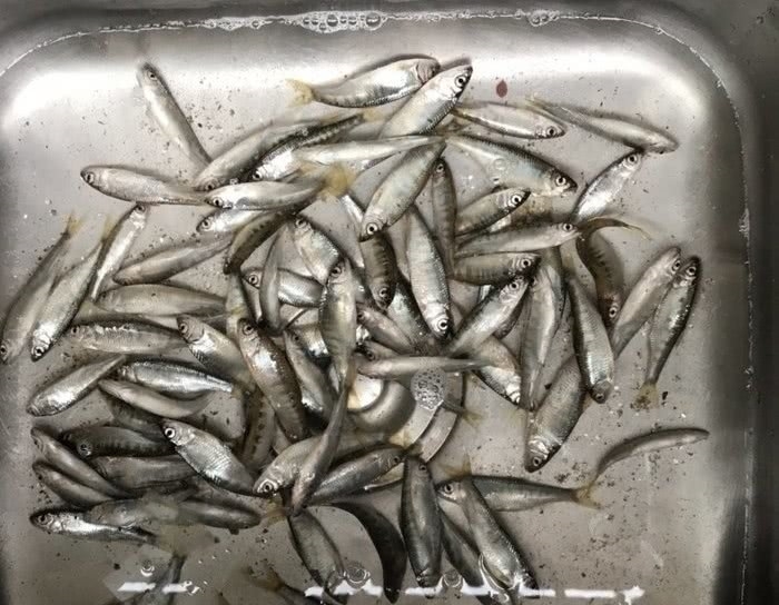 『名贵』瀑布溪流探钓,野钓名贵溪水石斑鱼,钓获60多条马口鱼和石斑鱼