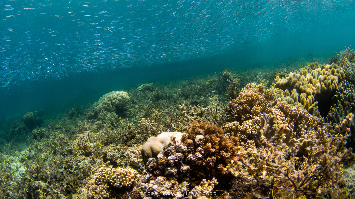 去薄荷岛学自由潜，那是潜入深海的快落呀！