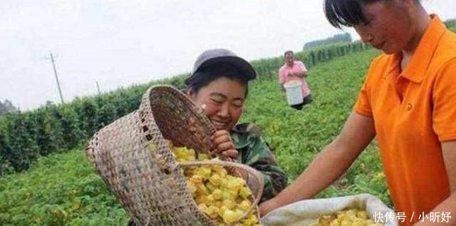 农民在地里种它：20块钱1斤 1亩收益非常高
