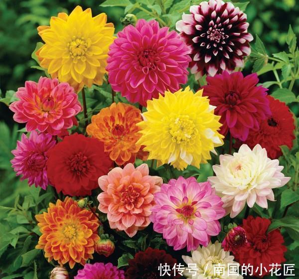  漂亮@喜欢养护漂亮的花卉，就选择3种花卉，美艳优雅，花色绚丽妖娆