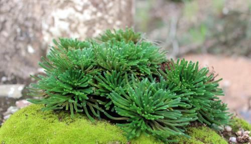  『回家』看见这植物，挖回家放盆里，越养越值钱，可成盆栽佳品