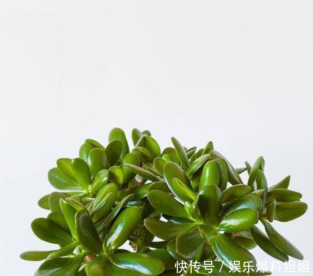  『管理玉树』玉树有没有毒能放在室内养吗！