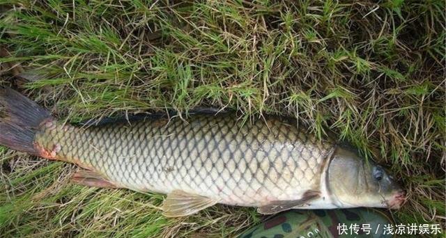 #用于垂钓鲤鱼#这款鲤鱼饵,制作简单效果绝佳,是垂钓鲤鱼的一大“利器”!