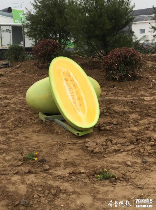  『今日』小甜瓜迎来大前景！章丘区高官寨甜瓜季今日开幕