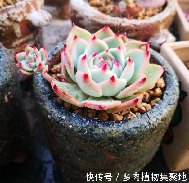 多肉植物盆土容易板结?改变浇水方式,根系几天
