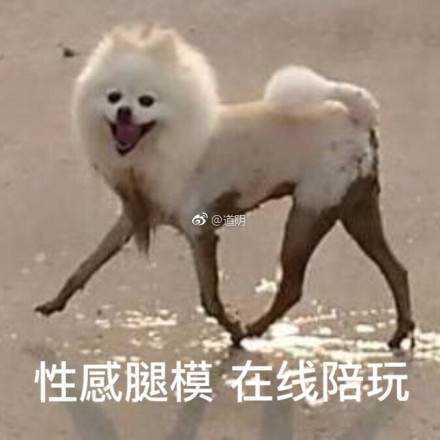 狗狗黑丝袜美腿 泥巴里滚了一圈突然有性感大长腿了