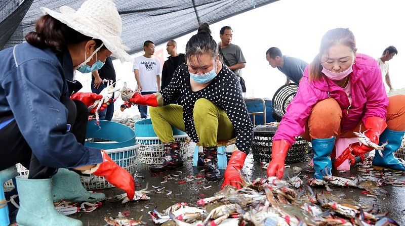  上市@中秋节前梭子蟹大量上市，连云港每天上岸30多万公斤，畅销