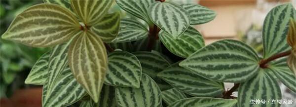  [根部]翡翠吊兰怎么养才能更旺盛