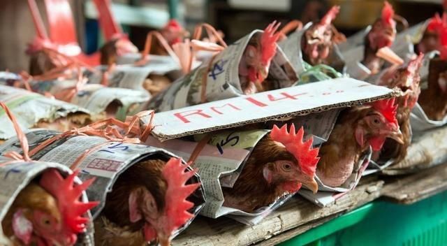  「成交价1」屠宰场都在抢杀肉食鸡，蛋鸡养殖户不要过来凑热闹