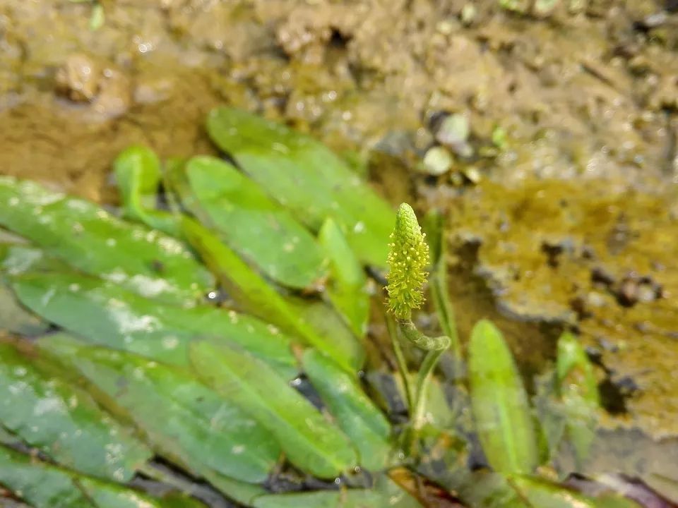 水稻田里一种似竹叶的野草，农民痛恨不已，却是3元一斤稀罕野菜