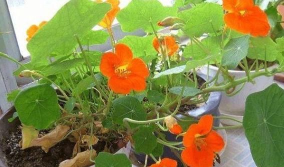  家里|家里的花草盆栽招来成群小飞虫,该怎么办?用它分分钟搞定