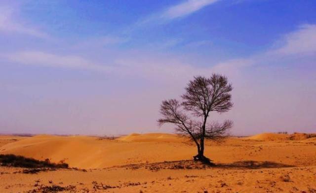 在沙漠中存活了500多年的大树,周围没有任何水源,怎么活下来的