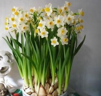  寓意吉祥：“3种花”漂亮又好养！可放卧室和客厅，文雅又清新，看你家有吗