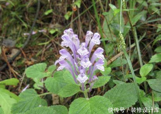  药材@1种“韩信草”，生长在石缝里，是一种珍贵的“药材”，别铲除