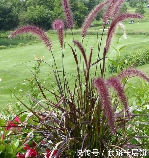 \＂l1\＂: \＂不要再送花束了，换个百搭的花盒吧\＂这东西，人称“血草”，名字吓人却是一“宝”，野外遇见，请珍惜