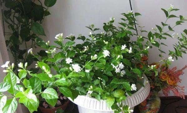  机器：4种“开花机器”，耐热又耐晒，阳台养一盆，满屋飘“花香