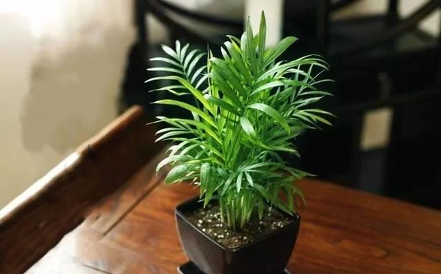  『比花』这几种受欢迎的耐阴花，一养就上瘾，叶子比花美！